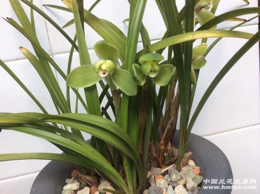 余蝴蝶 宋梅-春兰篇-中国兰花交易网社区