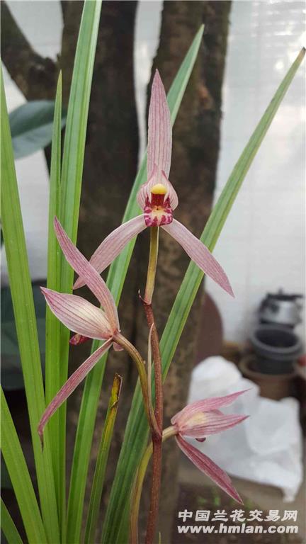 新品春剑色花!