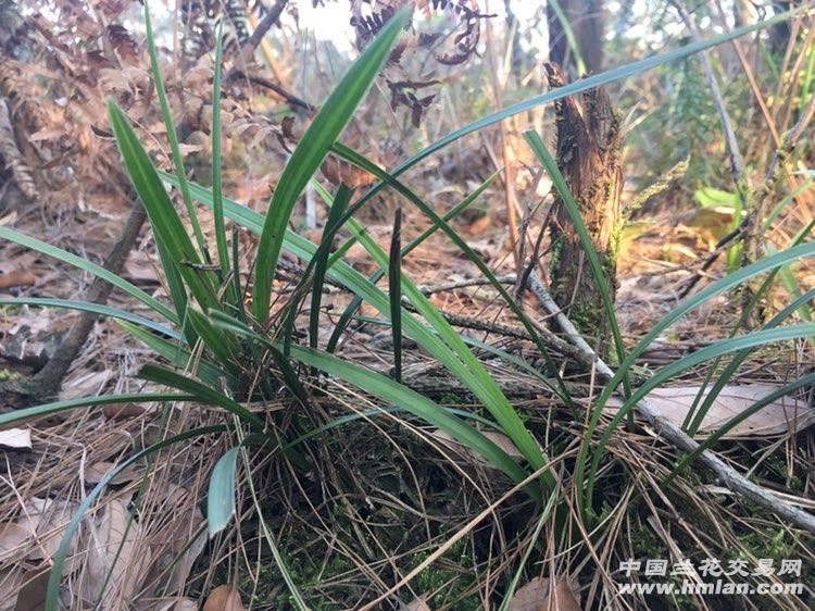 贵州铜仁野生兰花展
