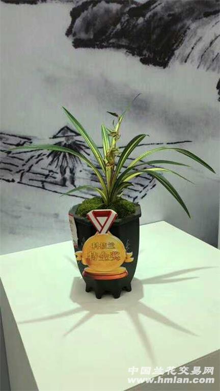 广东省翁源兰花展__盛世兰展.
