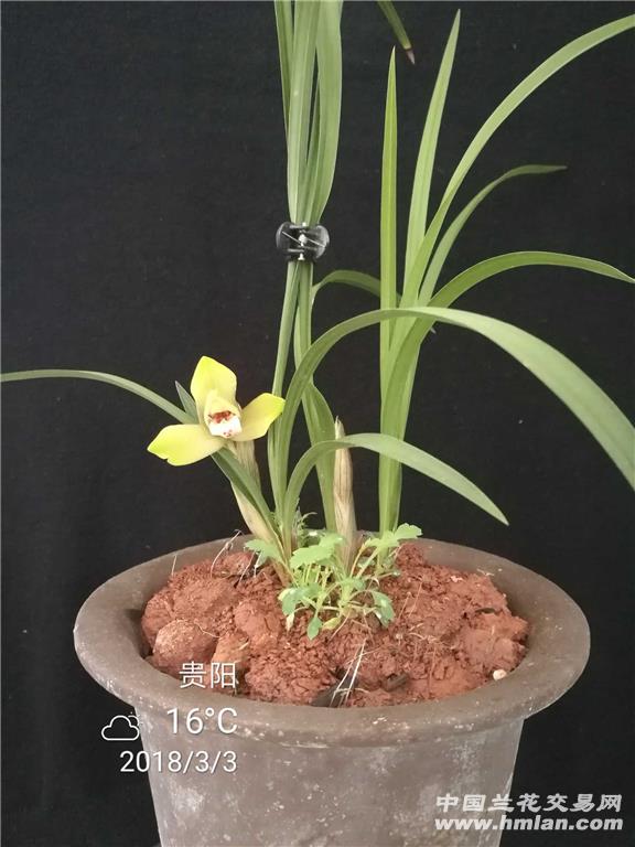 金荷鼎花开-春兰篇-中国兰花交易网社区