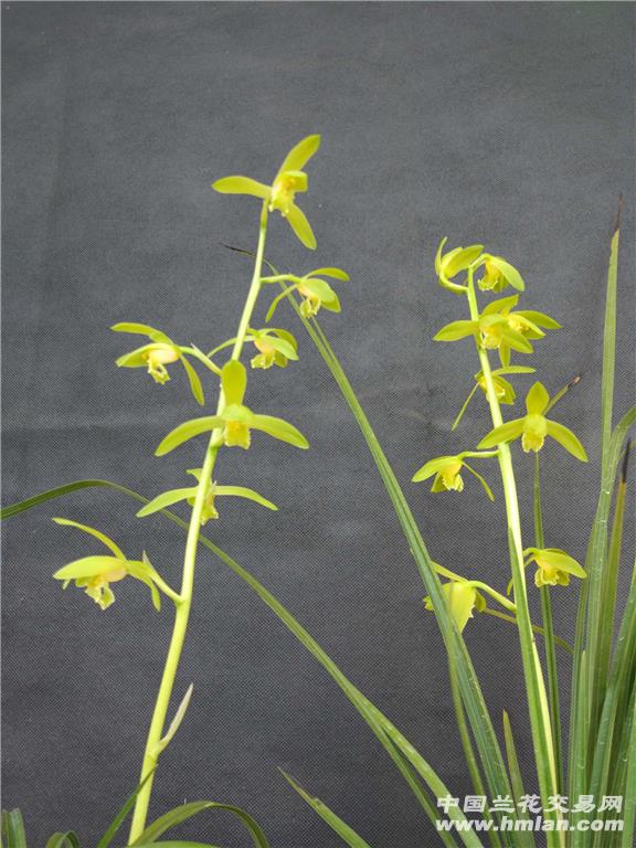 [转载]知秋兰苑——蕙兰怡人素vs金奥素