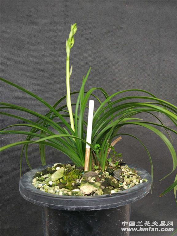 [转载]知秋兰苑——蕙兰怡人素vs金奥素