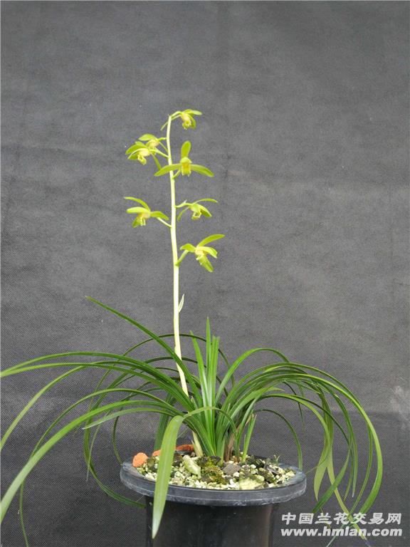 [转载]知秋兰苑——蕙兰怡人素vs金奥素