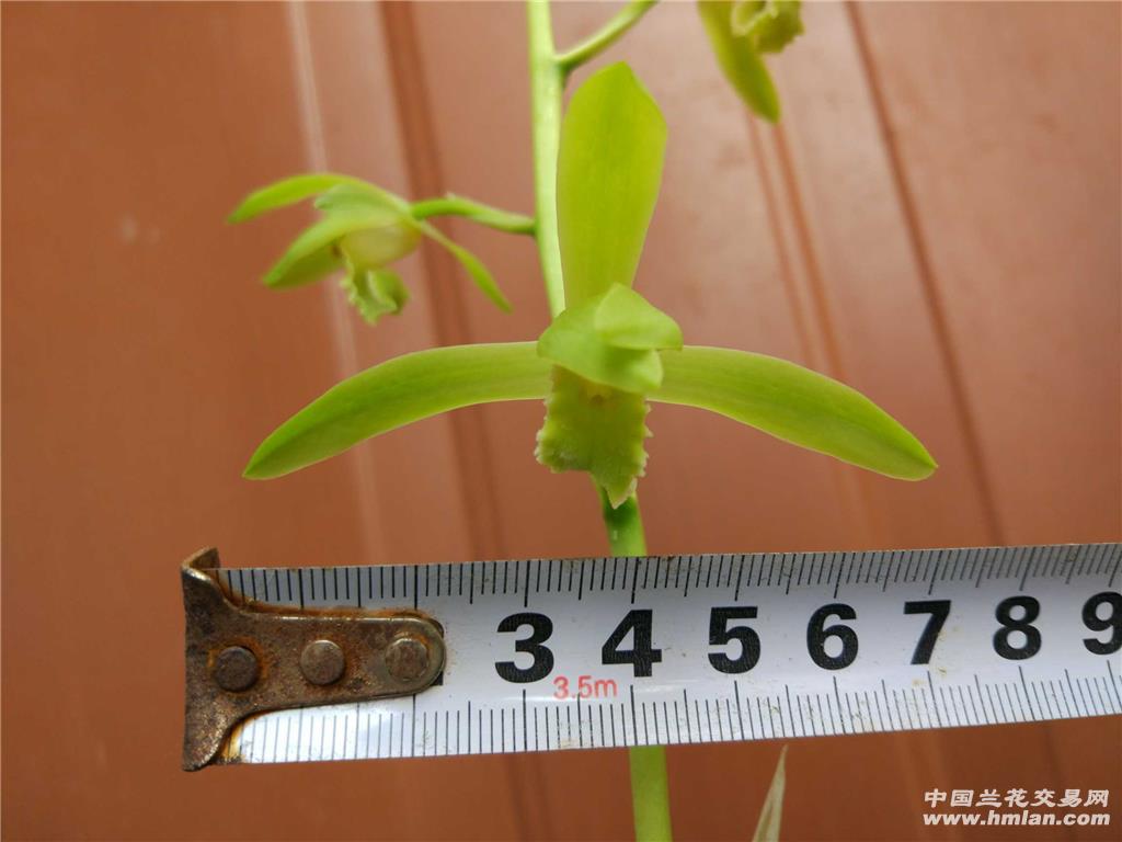 [转载]知秋兰苑——蕙兰怡人素vs金奥素