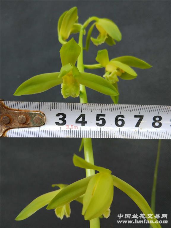 [转载]知秋兰苑——蕙兰怡人素vs金奥素