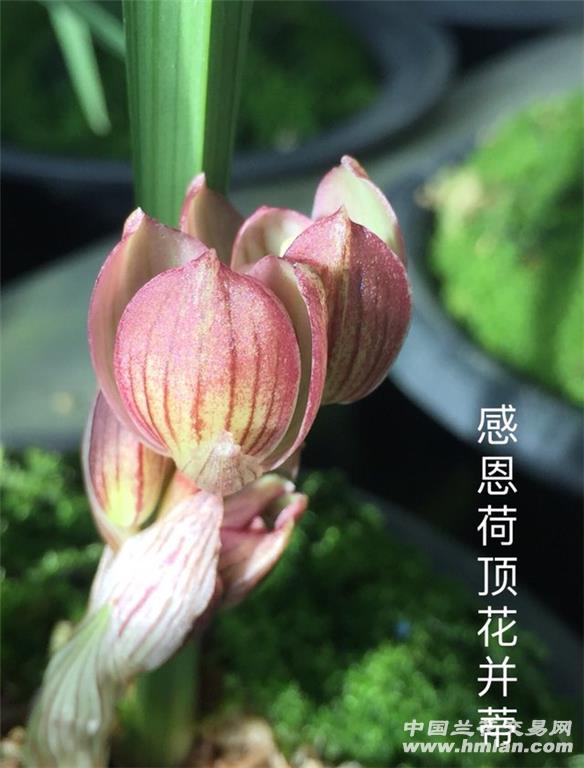 感恩荷2018-春剑篇-中国兰花交易网社区