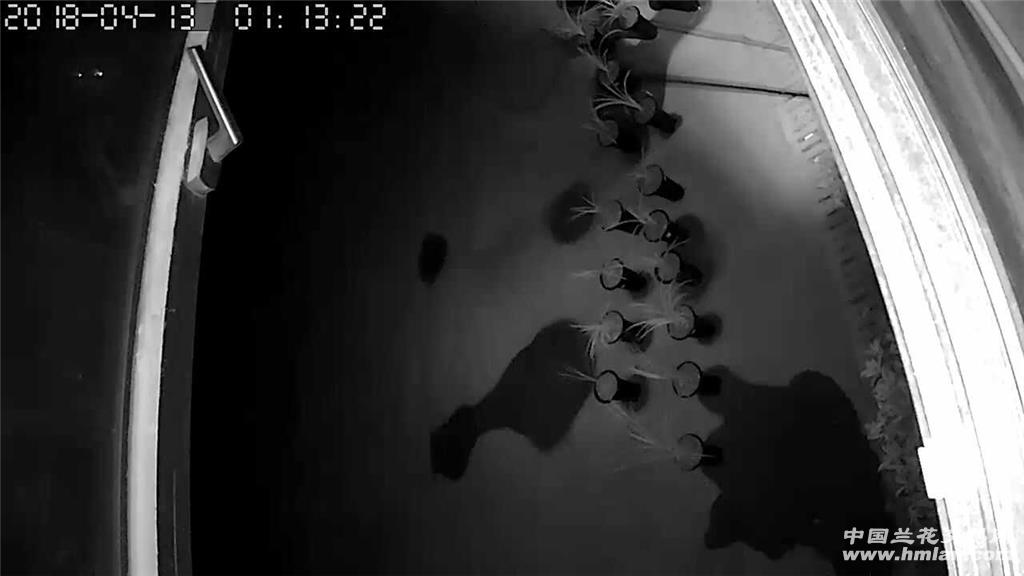 夜半惊闻骤雨声,急忙起来收兰花