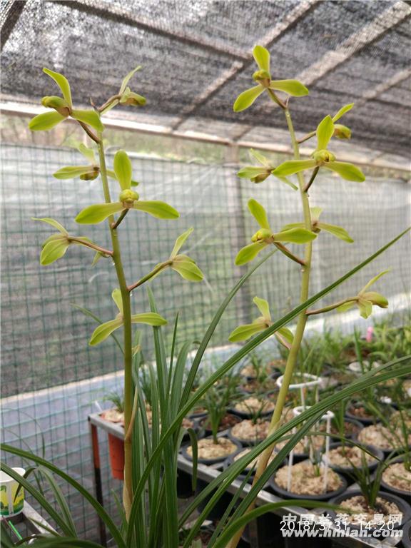 猫猫先生——蕙兰解佩梅