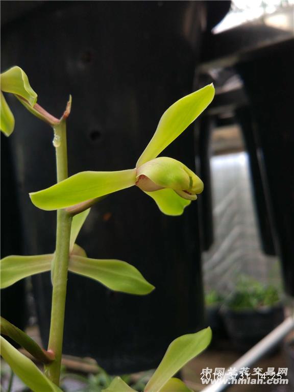 猫猫先生——蕙兰解佩梅