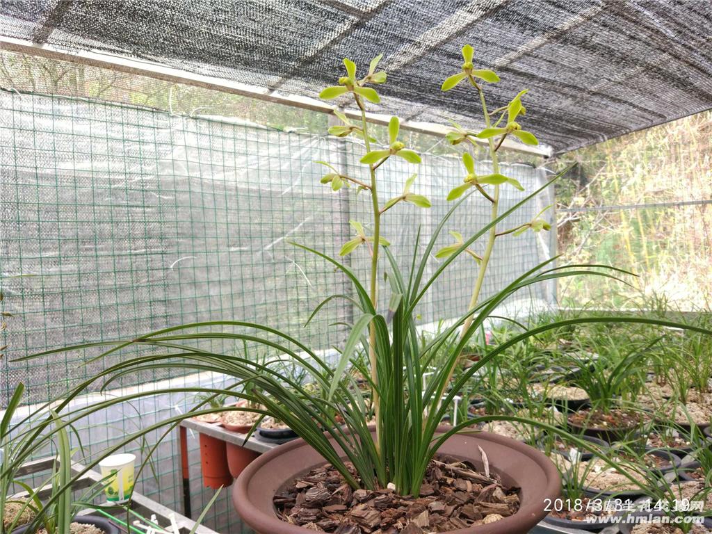 猫猫先生——蕙兰解佩梅