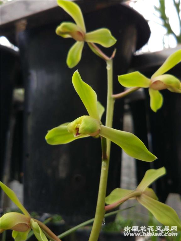 猫猫先生——蕙兰解佩梅