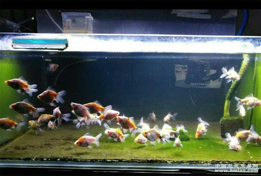 繁殖的第一批泰狮巨人狮逐渐长大了