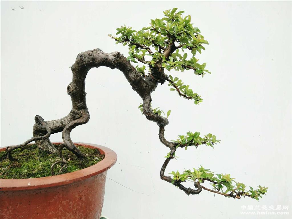 [5一27]临水式火棘-盆景园艺-中国兰花交易网社区