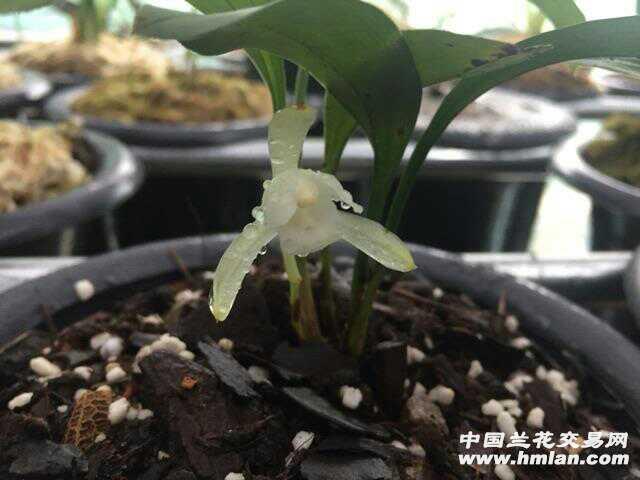 新入手一组素花兔耳兰