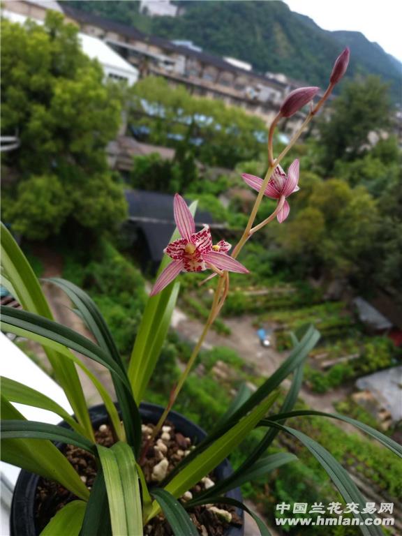 红猫蕊蝶性价比很高的花-建兰篇-中国兰花交易网社区
