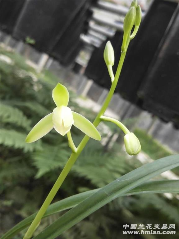 南靖水晶素·秋之雪 今年首花-建兰篇-中国兰花交易网社区