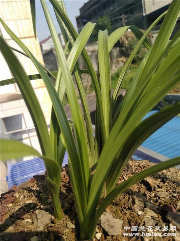 大一品-蕙兰篇-中国兰花交易网社区