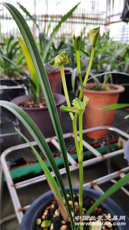 漳州众人兰园,这个打靶鬼,骗咗我几百大洋,呢个