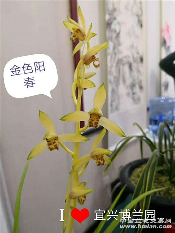 金色阳春-蕙兰篇-中国兰花交易网社区