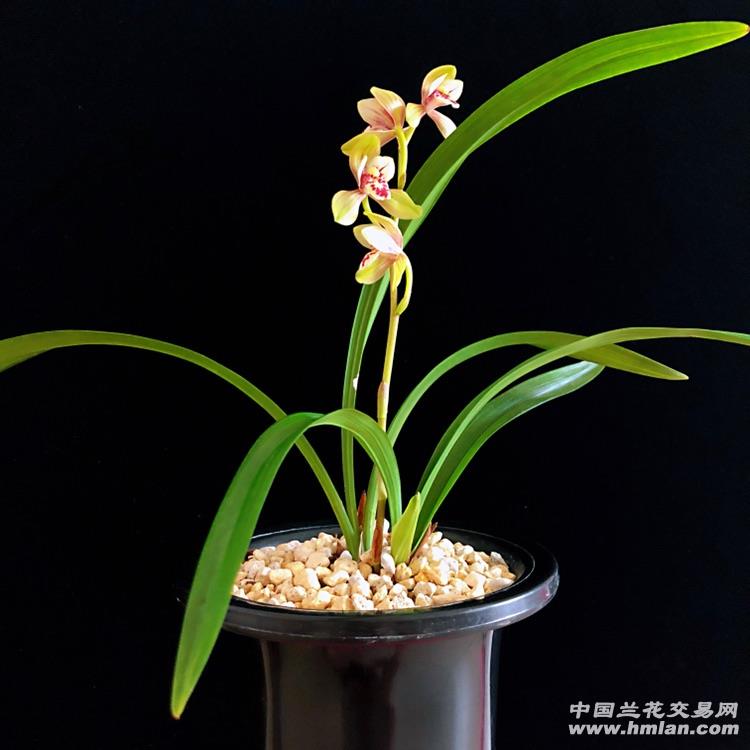 再入广西一号红壳素-建兰篇-中国兰花交易网社区