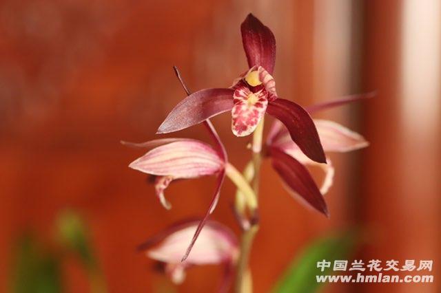 火树红冠 -建兰篇-中国兰花交易网社区