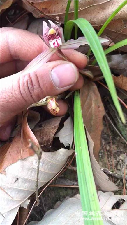 野生的兰花