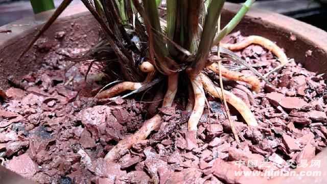 风化石做植料兰花一样种得好