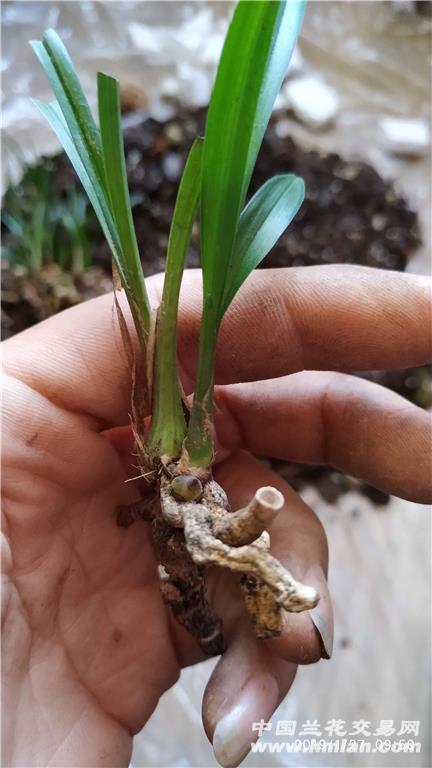 下山春兰矮种堵草
