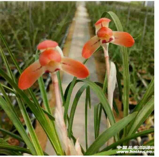 新手请教-春兰篇-中国兰花交易网社区