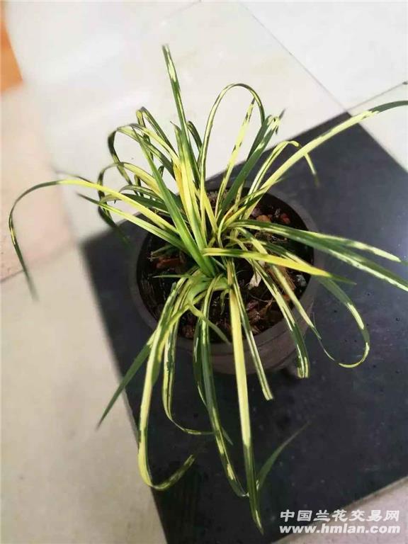 天然艺术品—虎斑-叶艺篇-中国兰花交易网社区