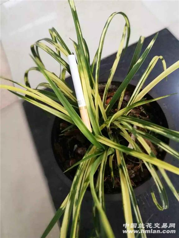 天然艺术品—虎斑-叶艺篇-中国兰花交易网社区