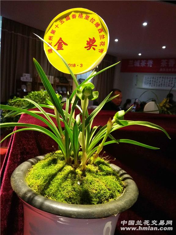豆瓣中的经典:豆瓣素荷-豆瓣篇-中国兰花交易网社区