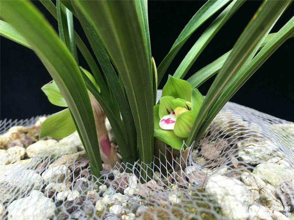 2019-春兰绿云迎春留影