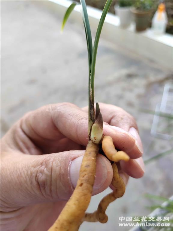 小小的永昌金荷-莲瓣篇-中国兰花交易网社区