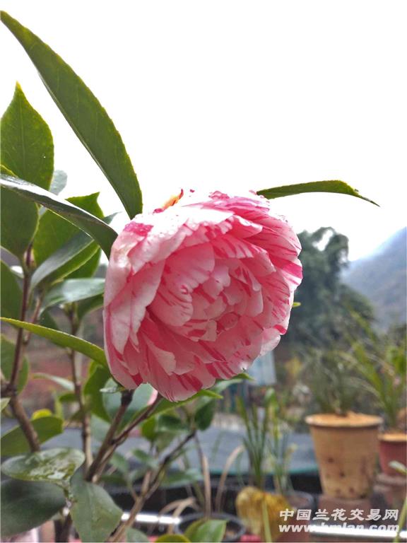 仙种五宝-茶花篇-中国兰花交易网社区