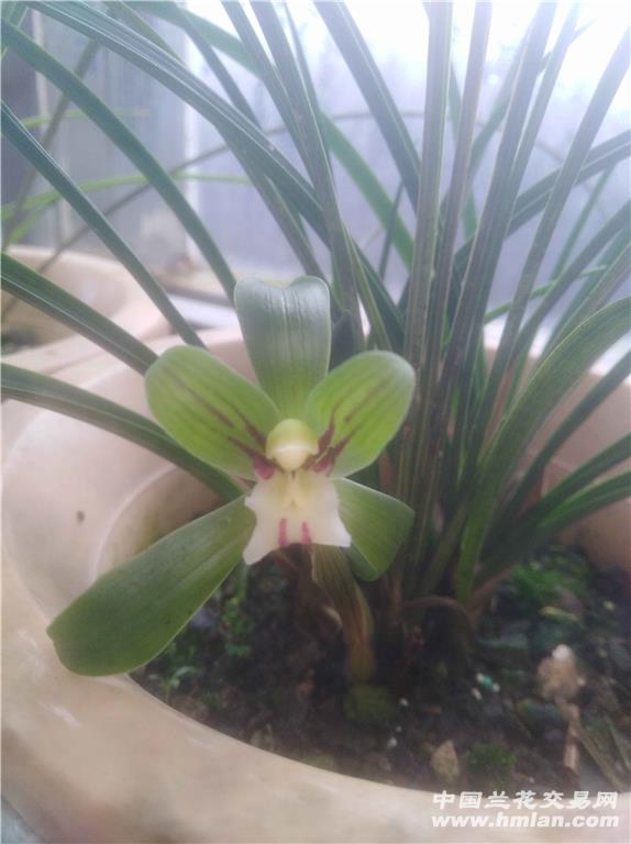 新品次来花,丑的漂亮-春兰篇-兰花网社区