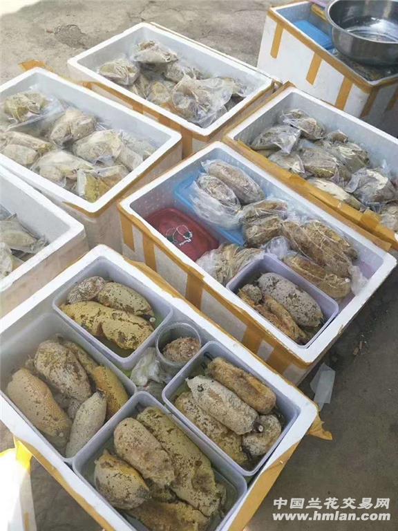 缅甸小草挂蜂蜜 原巢发货