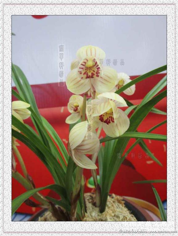 **喜洋洋**莲瓣我接下了96-组培杂交兰-中国兰花网