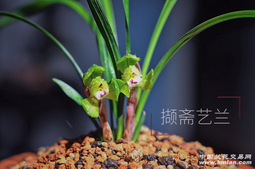 撷斋艺兰—-大富贵