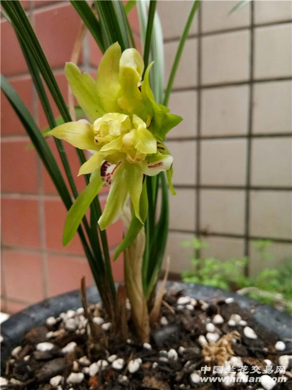 余蝴蝶花开-春兰篇-中国兰花交易网社区