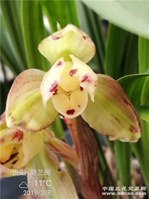 "冠神梅"花开迎新春-春兰篇-中国兰花交易网社区
