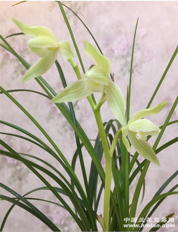 花守如一的莲瓣兰一一高品素