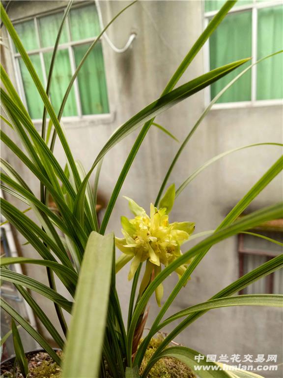 2013年2月我在贵州省六盘水市梅花山发现一棵带花,三苗的兰花