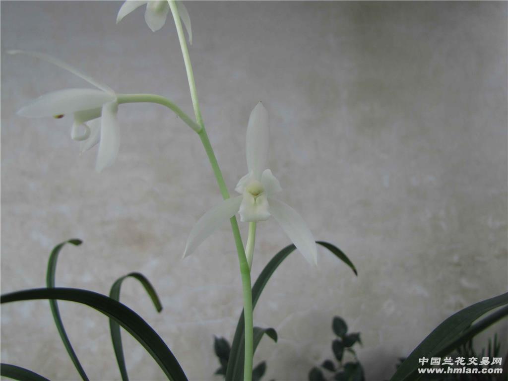 热门品种:白雪冰心!-建兰篇-中国兰花交易网社区