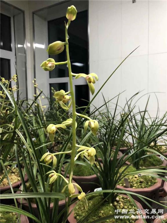 蕙兰篇——荡字-蕙兰篇-中国兰花交易网社区