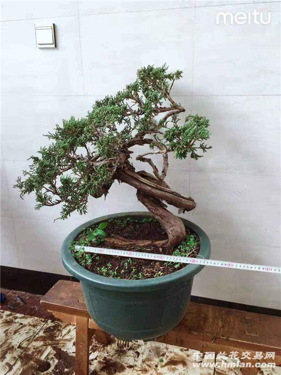 4年的熟桩珍珠柏