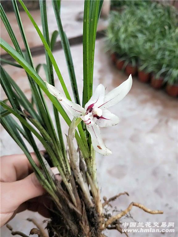 春兰浓香型白花