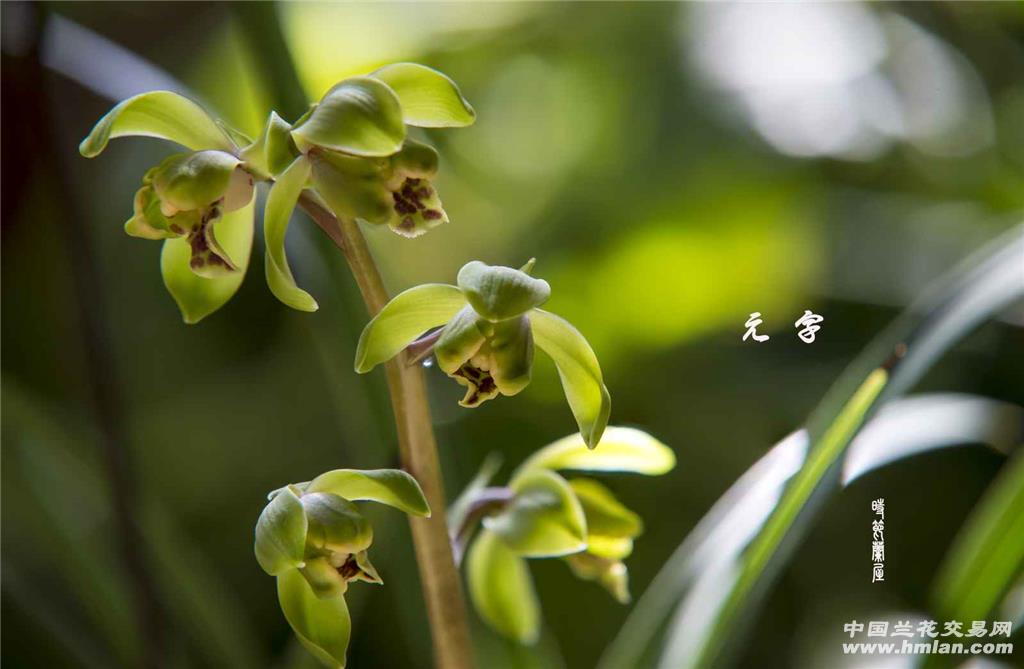 元字-经典