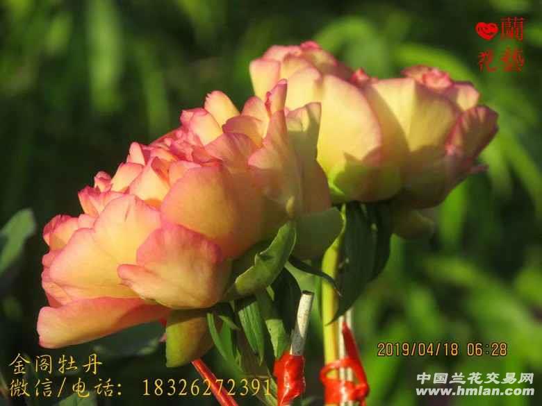 金阁牡丹半开放